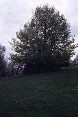 Tree on the Riverview grounds