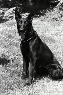 Blackie, the Coquitlam SPCA's Pet of the Week