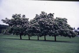 Southern catalpa tree on the Riverview grounds