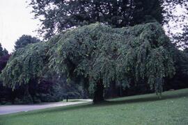 Weeping cherry tree on the Riverview grounds