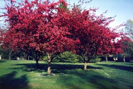 Flowering trees on the Riverview grounds