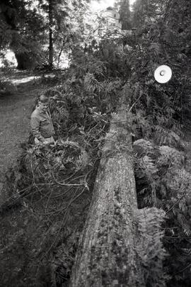 Tree down in 4300 block Oliver following storm