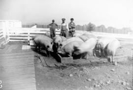 Pigs in outdoor pen