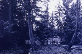 Park in Coquitlam