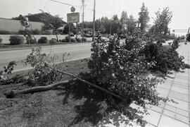 Vandalism done to trees at Coq Rec. Centre