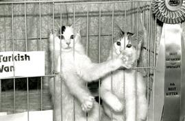 Valley Cat Fanciers 4th Best Kitten