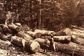 Workers with saws standing by large logs