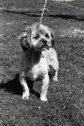 Pet of the week, Eddie, 4-6 years, Lhasa Apso. Coquitlam SPCA.