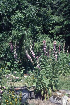 Finnie's Garden
