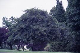 Trees on the Riverview grounds