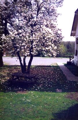 Flowering magnolia tree on the Riverview grounds