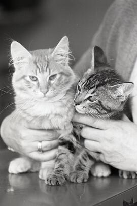 Two kittens, the Coquitlam SPCA's Pets of the Week