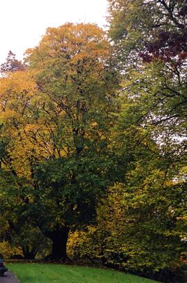 Riverview grounds in autumn