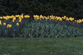 Tulips on the Riverview grounds