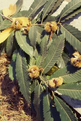 Chestnut leaf on the Riverview grounds