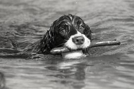 Sade the Springer Spaniel with a tennis ball and stick in Lafarge Lake