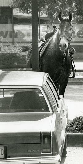 Looking for a parking spot Zahara, owned by Lorraine Watson is hitched up on a post Burke Mountain Plain in PoCo Tuesday.