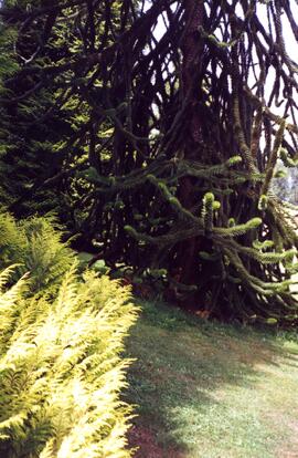 Monkey puzzle tree on the Riverview grounds