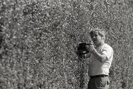 Man trimming a hedge