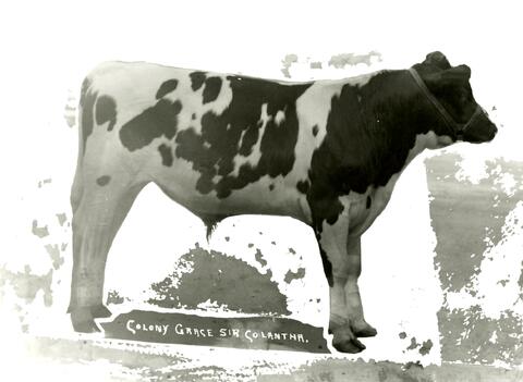 Open original Photographs and Documents