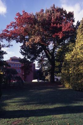 Tree on the Riverview grounds