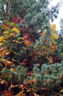 Riverview grounds in autumn