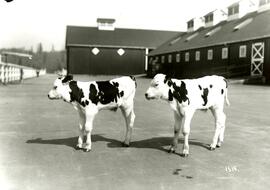 Twin calves (Colony Farm)