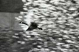 Air Canada. Geese at Belcarra Park.