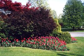 Tulips on the Riverview grounds